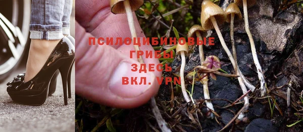 стаф Дмитровск
